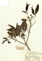 藏品(三椏苦)的圖片